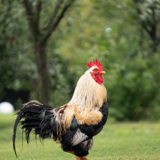 Rooster Thermal