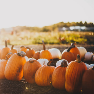 Violet Pumpkin Knife