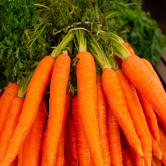 Medium Carrot Thermal