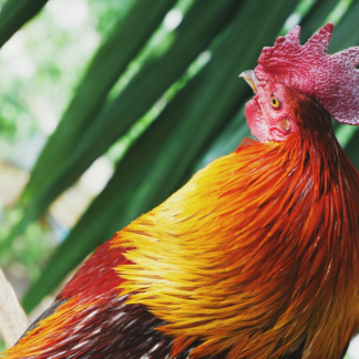 Rooster