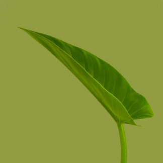 Shoe Green