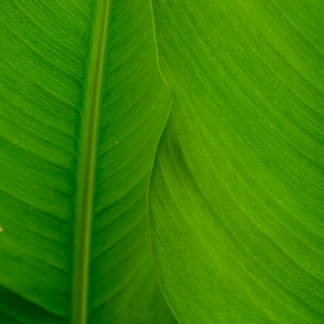 Album Green Carrot