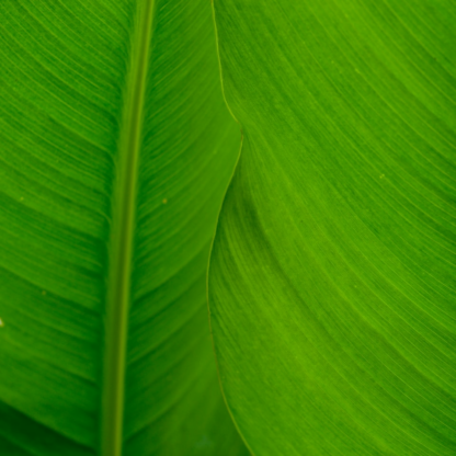 Album Green Carrot