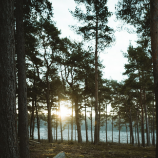 Cola Wood