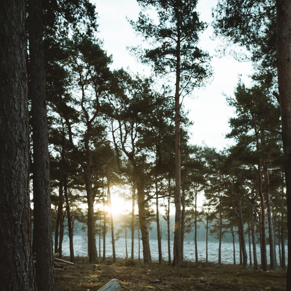 Cola Wood