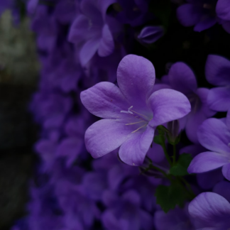 Violet