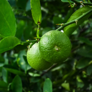 Kit Lime