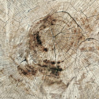 Wood CD