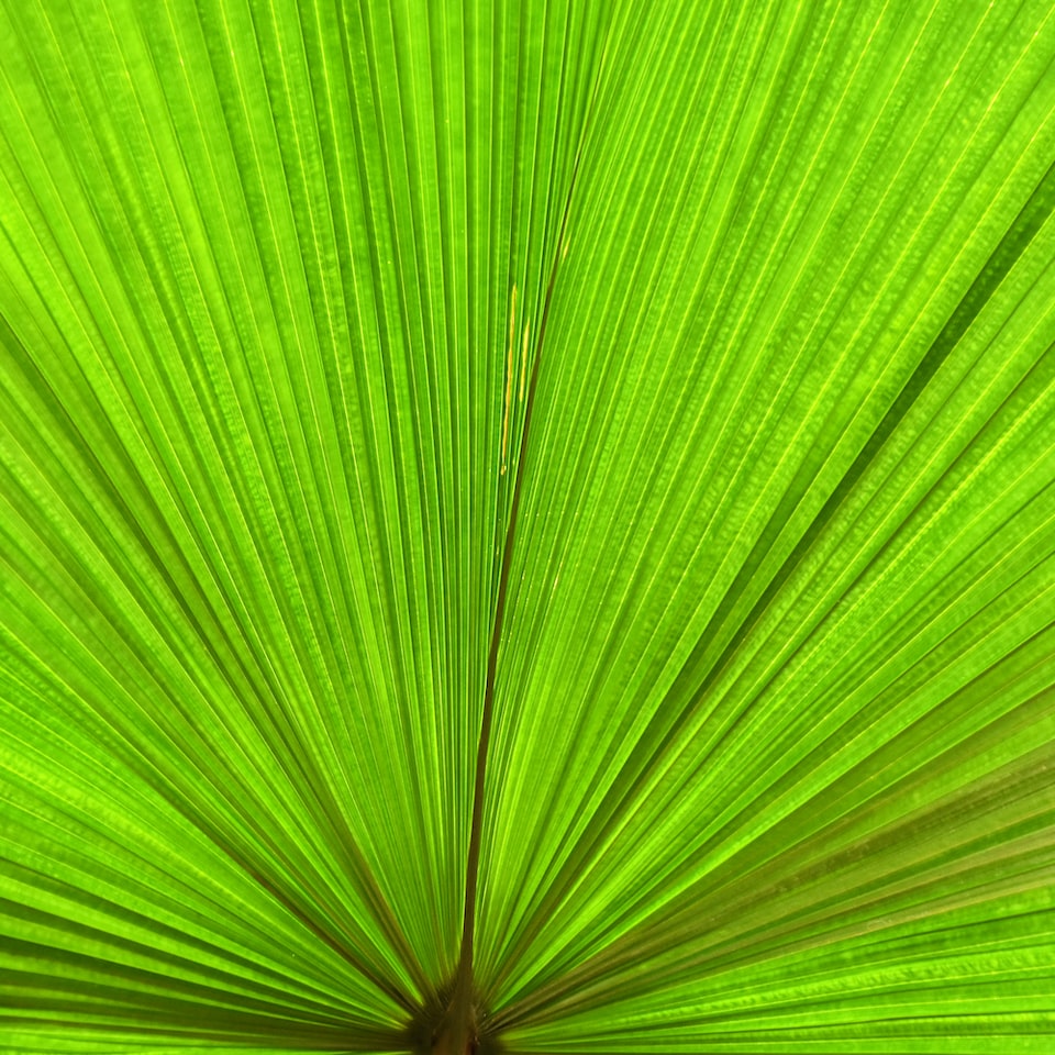 Green Mixer Small