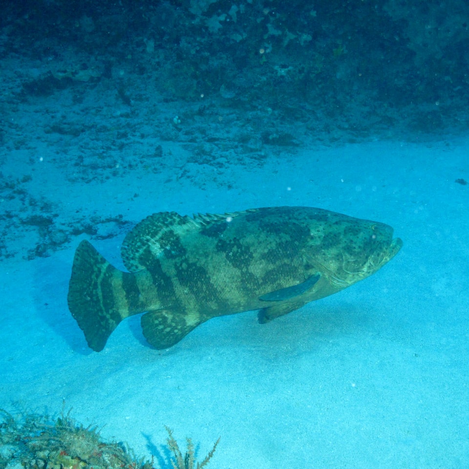 Fish Large