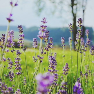 Prince Lavender