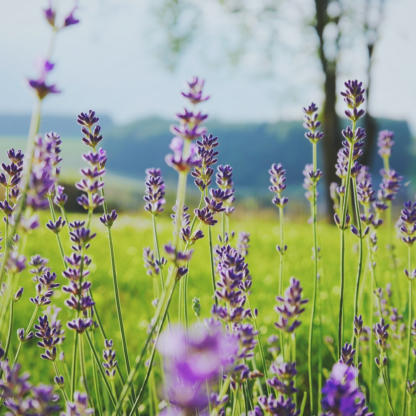 Prince Lavender