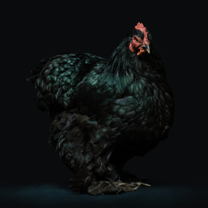 Wet Perl Chicken