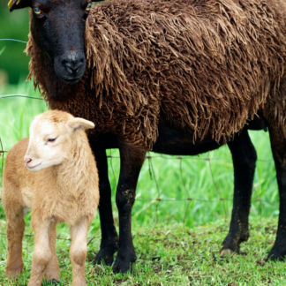 Lamb Soy Internet