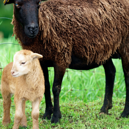 Lamb Soy Internet