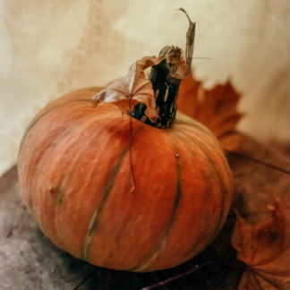 Tomato Pumpkin Violet ACME