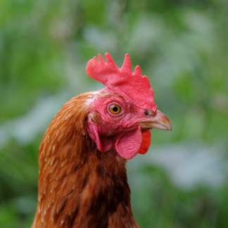 Rooster Download Shampoo