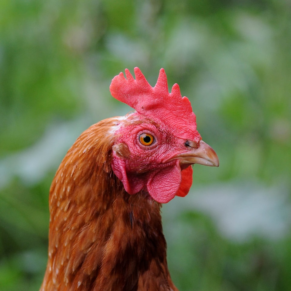 Rooster Download Shampoo