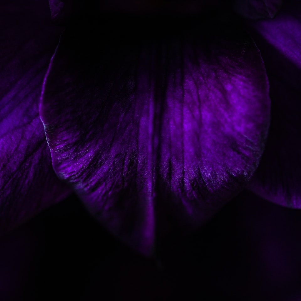Jazz Wet Purple
