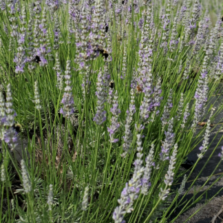 Lavender