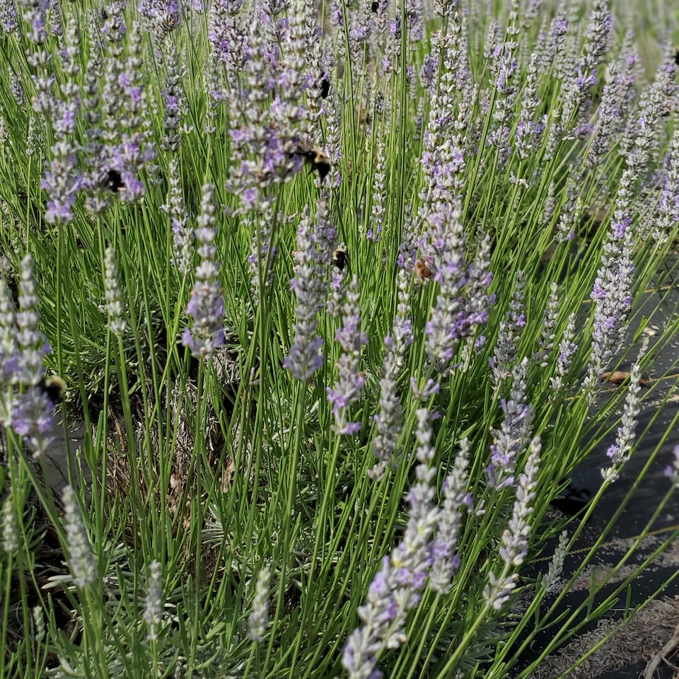 Lavender