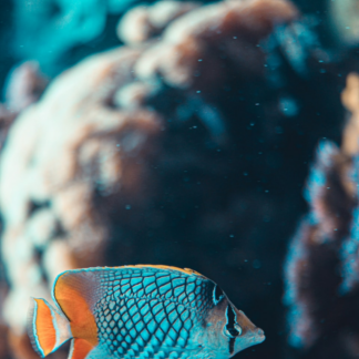 Strawberry Trouser Fish