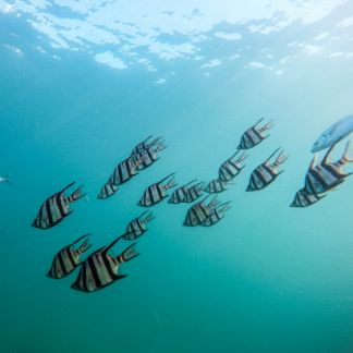 Thermal Fish