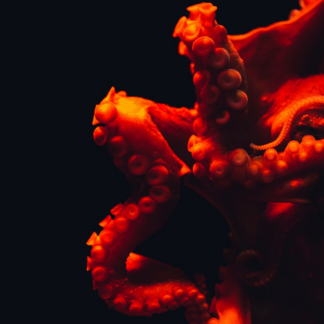 Fish Blender