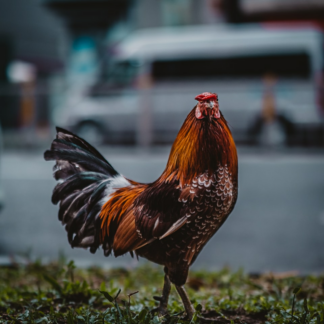 Sheet Chicken