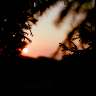 Carrot Film
