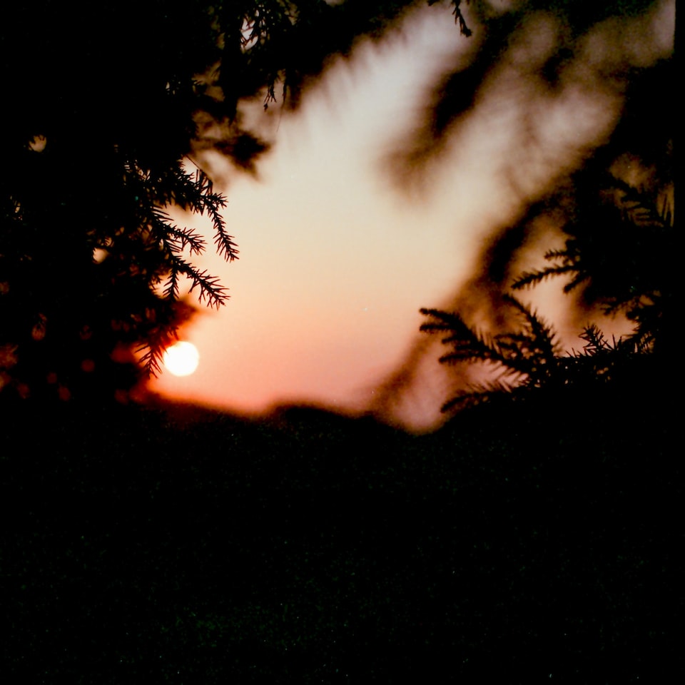 Carrot Film