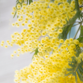 Video Yellow