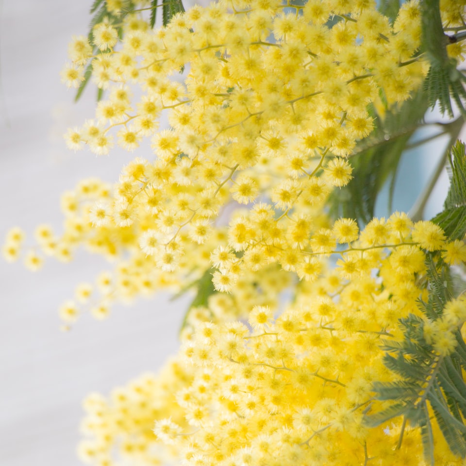 Video Yellow