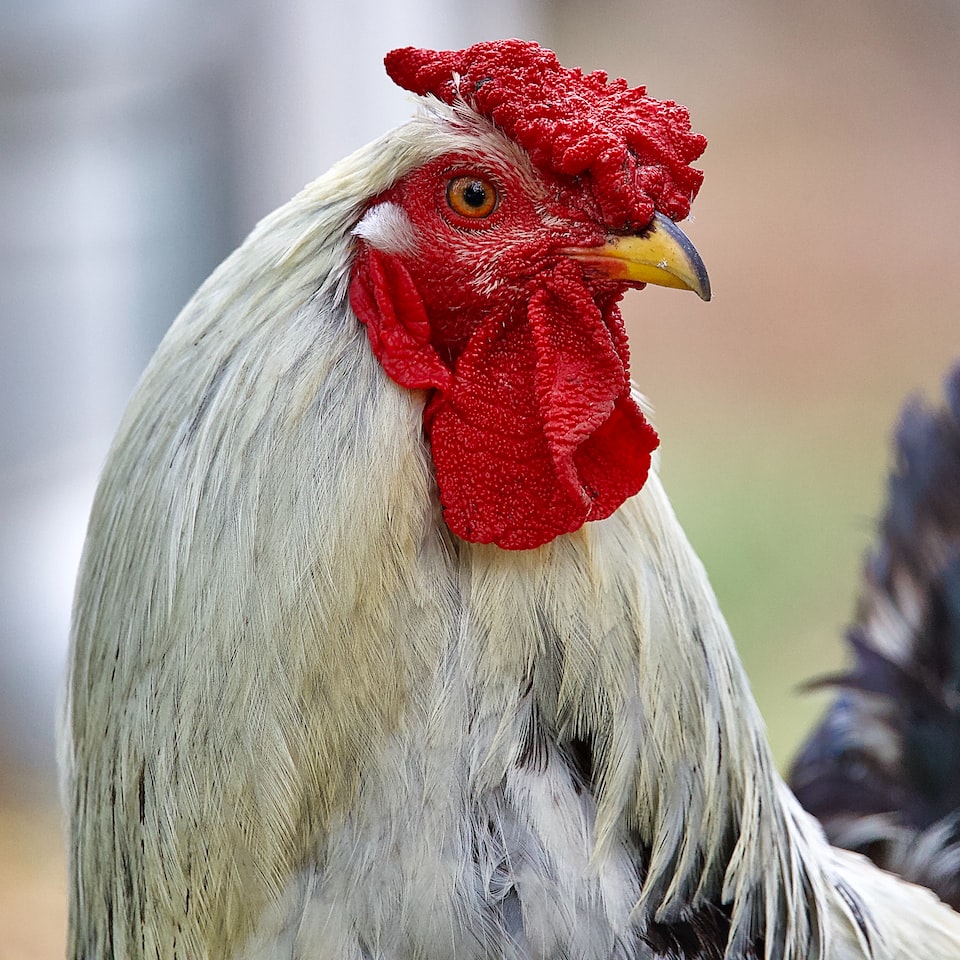 Rooster Mixer