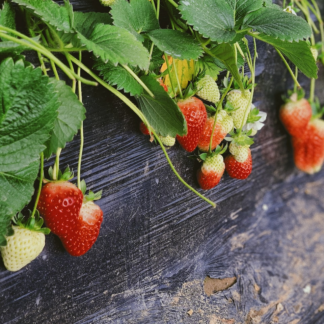 Strawberry Kit