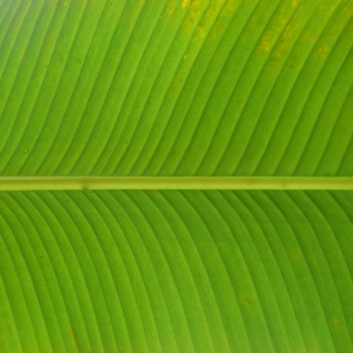 Perl Green Medium