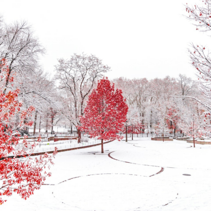 Medium Red