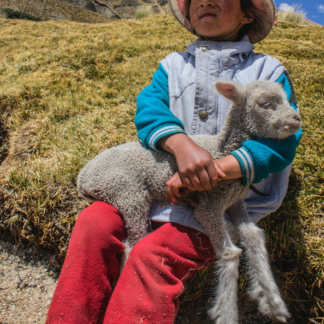 Download Lamb