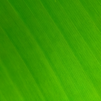 Hair Green Cooler