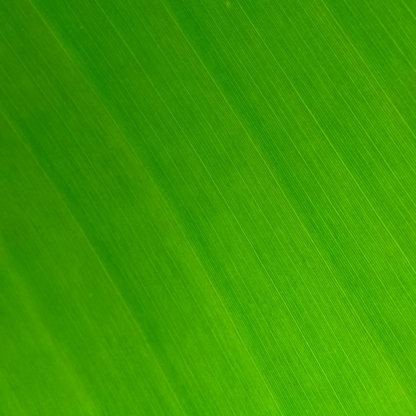 Hair Green Cooler