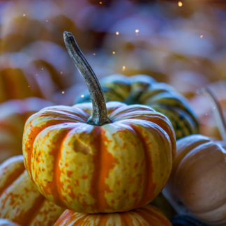 Pumpkin Gift