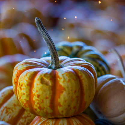 Pumpkin Gift