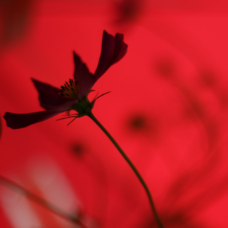 Large Movie Red