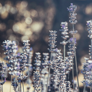 Carrot Lavender
