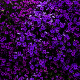 Purple Lime Book