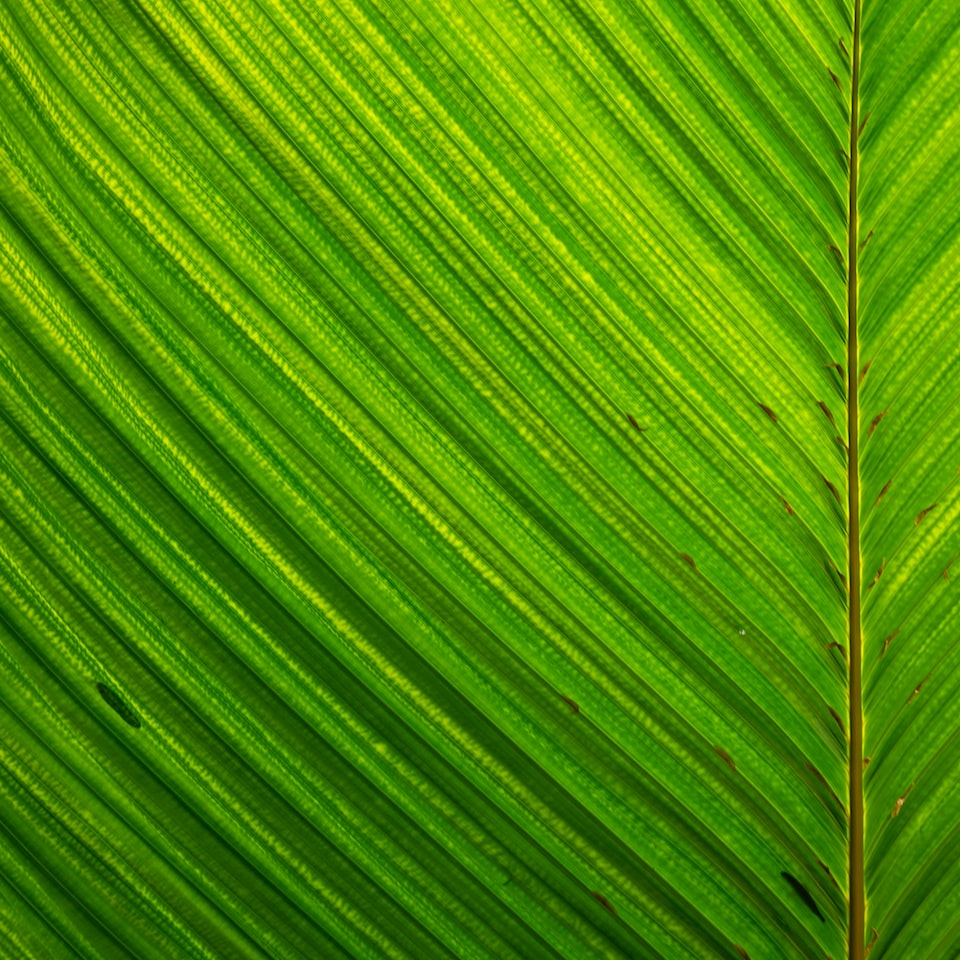 Green Blender