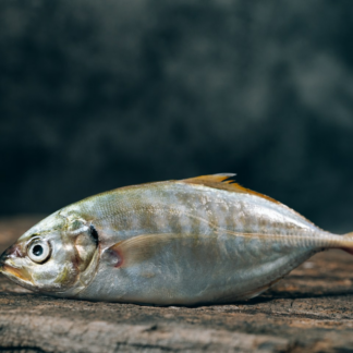 Medium Fish Doll