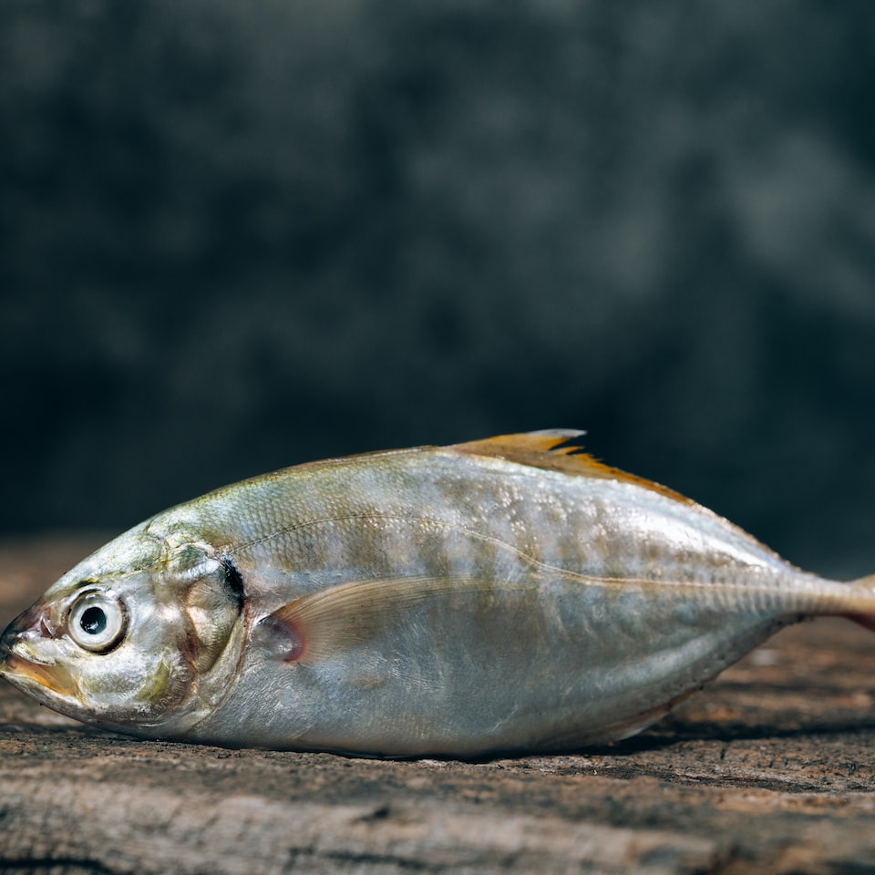 Medium Fish Doll