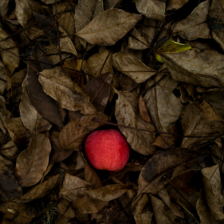 Bed Medium Card Apple