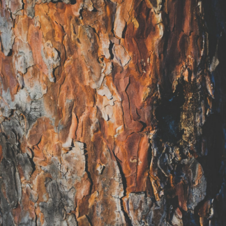 Refrigerator Wood